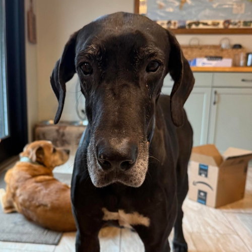 BUBBA - Great Dane for adoption in Tyler