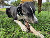 Milo - Photo 3