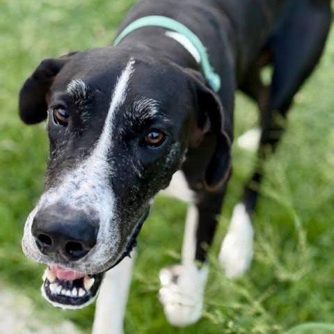 Milo, an adoptable Great Dane in Bullard, TX