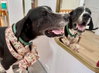 Milo - Photo 2