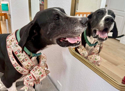 MILO - Great Dane available for adoption
