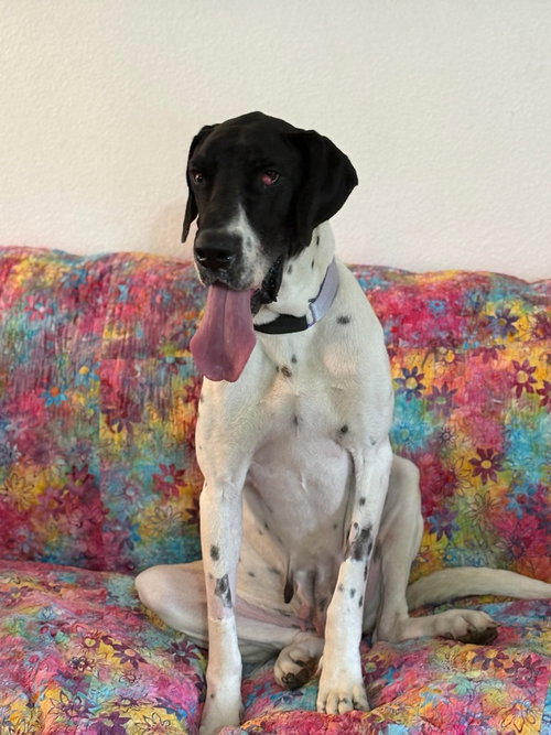 picture of the dog needing adoption