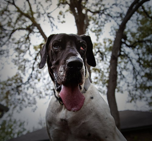 LAVERNE - Great Dane available for adoption