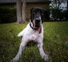 Laverne - Photo 3