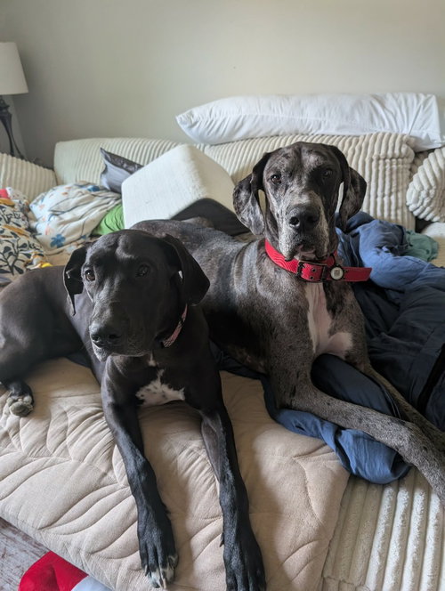 PEETA - Great Dane available for adoption