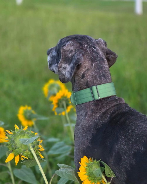 PEETA - Great Dane available for adoption
