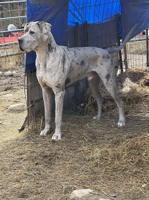 ICE - Great Dane available for adoption