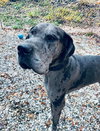 Ryder - Photo 1