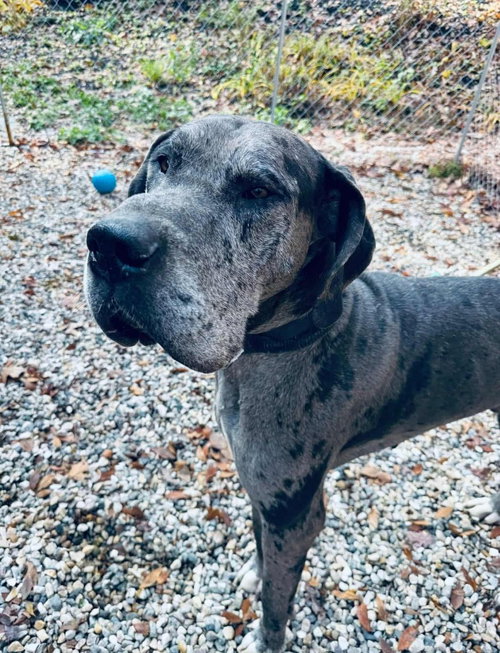 RYDER - Great Dane available for adoption