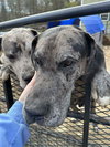 Ryder - Photo 2