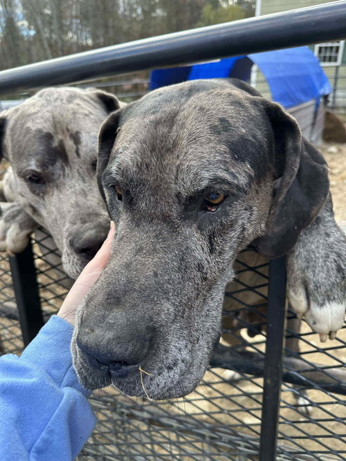 RYDER - Great Dane available for adoption