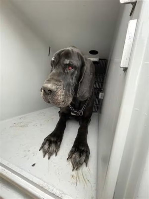 ABBY - Great Dane available for adoption