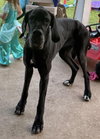 Abby - Photo 2