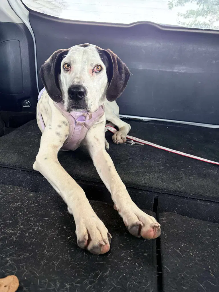Belle - Great Dane