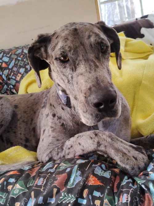 Amari, an adoptable Great Dane in Bullard, TX