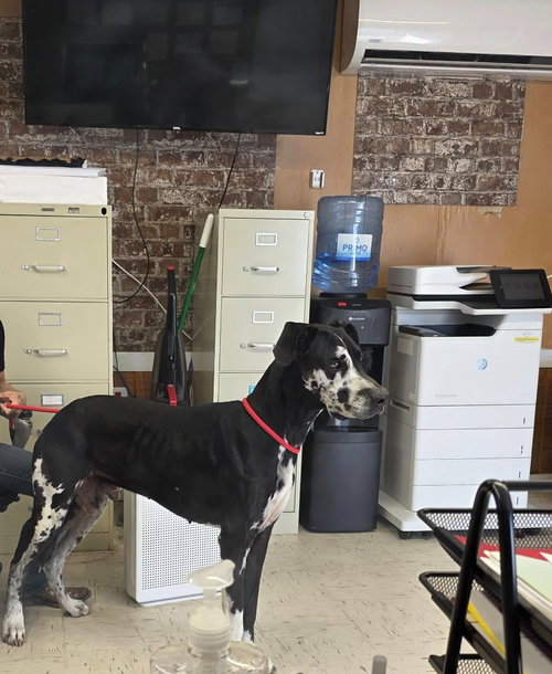 Pongo, an adoptable Great Dane in Bullard, TX