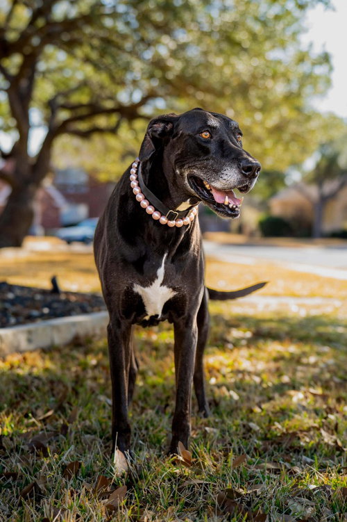 Sangria, an adoptable Great Dane in Bullard, TX