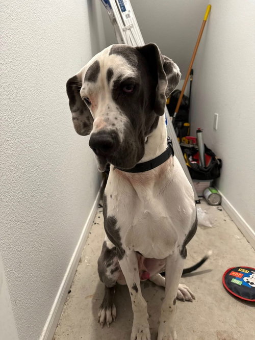 Shadow, an adoptable Great Dane in Bullard, TX