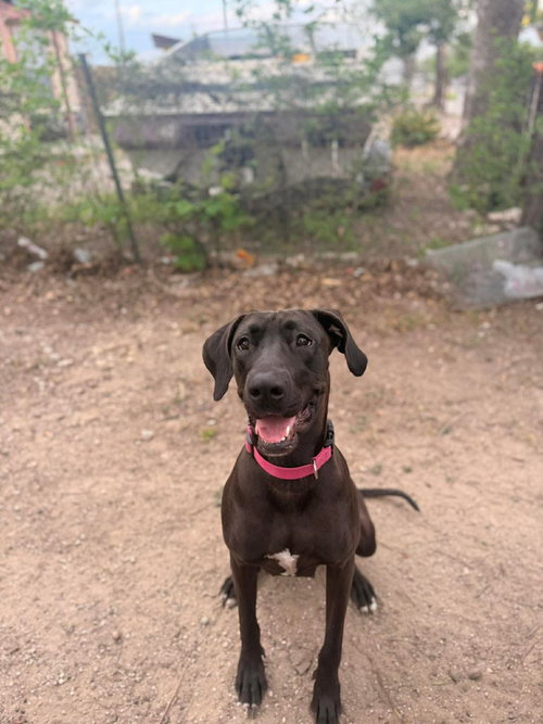Sadie, an adoptable Great Dane in Bullard, TX