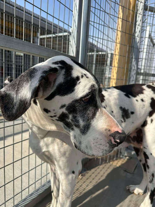 Maggie Moo, an adoptable Great Dane in Bullard, TX