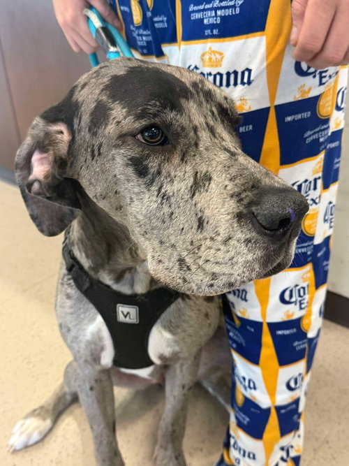 Athena, an adoptable Great Dane in Bullard, TX