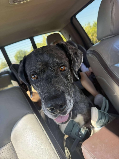 Emmett, an adoptable Great Dane in Bullard, TX
