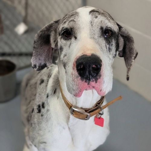 Camille, an adoptable Great Dane in Bullard, TX