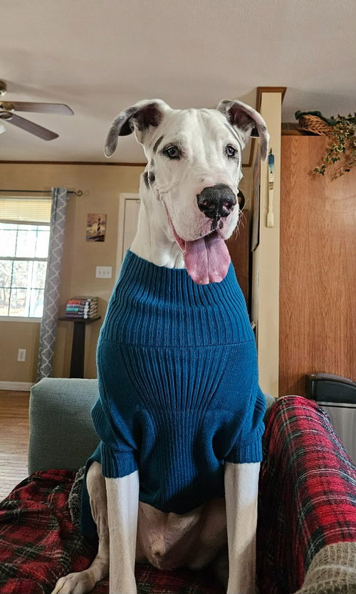 Broley, an adoptable Great Dane in Bullard, TX