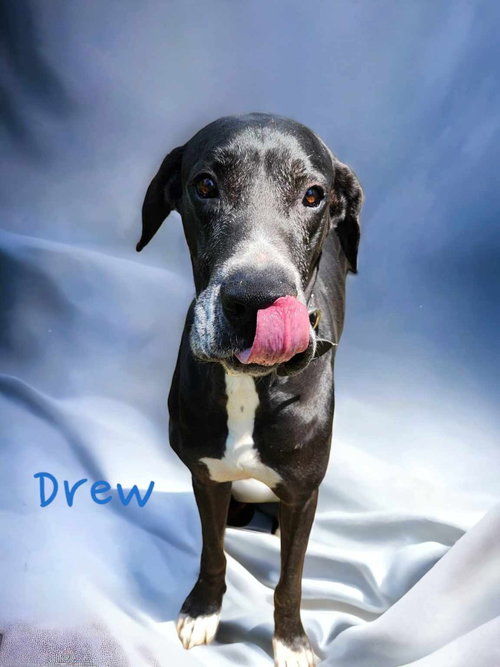 Drew, an adoptable Great Dane in Bullard, TX