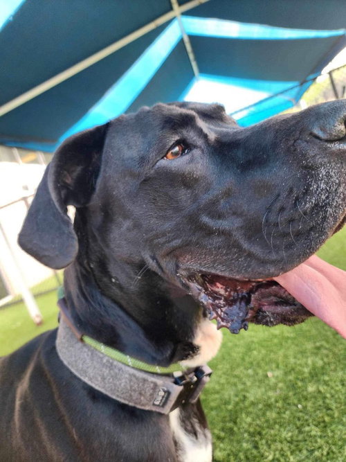 Gunther, an adoptable Great Dane in Bullard, TX