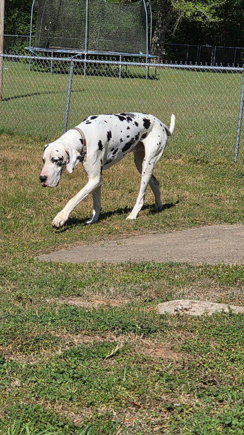 Boss Hogg, an adoptable Great Dane in Bullard, TX