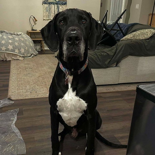 Nemo, an adoptable Great Dane in Bullard, TX
