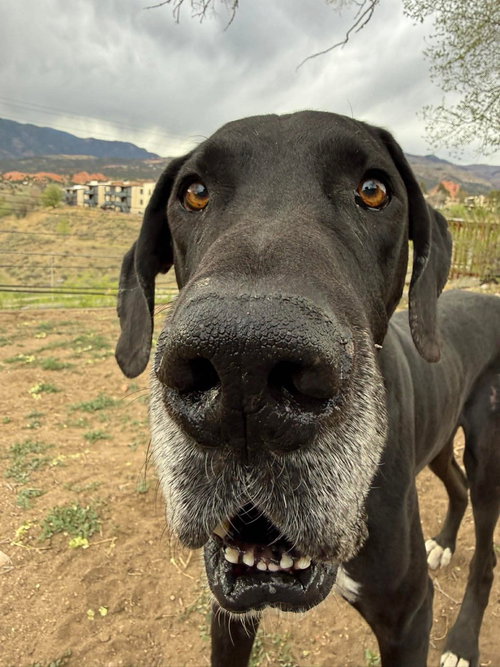 NEMO - Great Dane available for adoption
