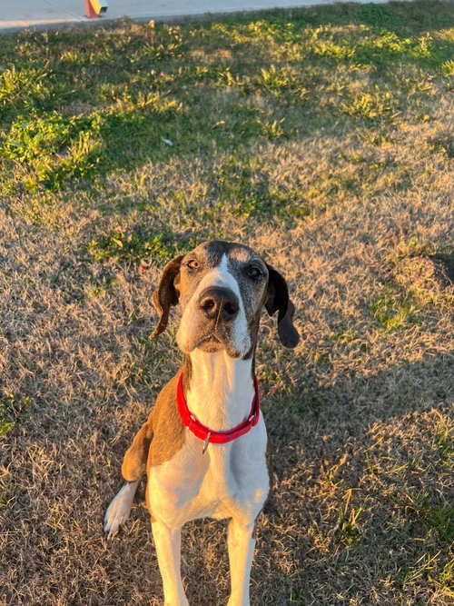 Hazel, an adoptable Great Dane in Bullard, TX