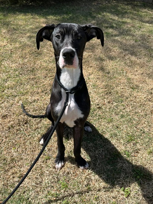 CHARLA - Great Dane for adoption in Tyler