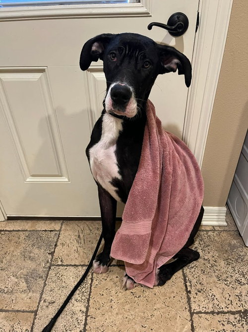 CHARLA - Great Dane available for adoption