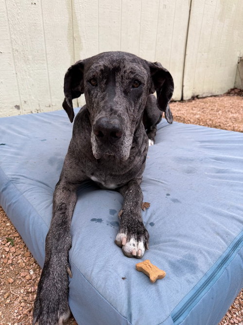 MISTER (CUPCAKE) - Great Dane for adoption in Tyler
