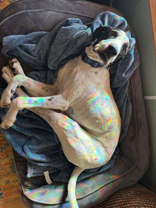 EVEREST - Great Dane / Pointer available for adoption