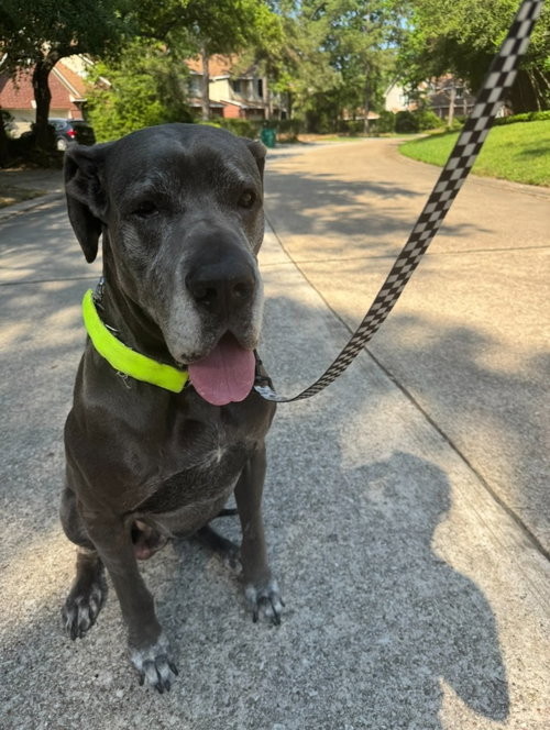 JUDD - Great Dane available for adoption