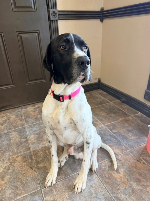 Wilbur, an adoptable Great Dane in Bullard, TX