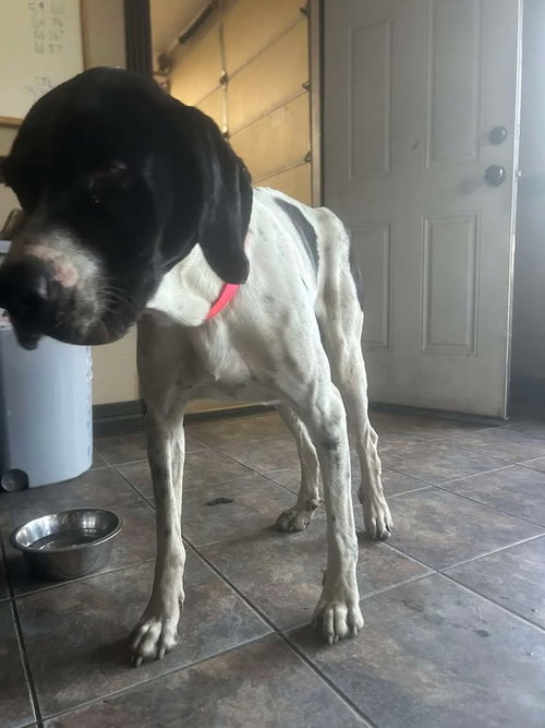 WILBUR - Great Dane / German Shorthaired Pointer available for adoption
