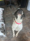 Wilbur - Photo 3