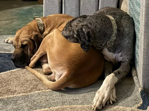 Duke / Toby
