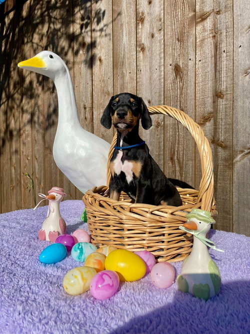 Hazel pup Maple (pink), an adoptable Great Dane in Bullard, TX