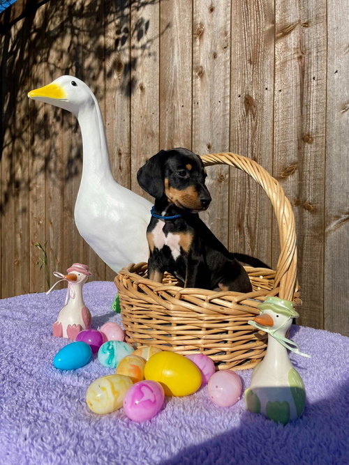 HAZEL PUP NALLAH (PINK) - Great Dane / Doberman Pinscher available for adoption