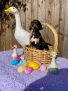 Hazel pup Nallah (pink) - Photo 3