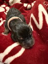 Hazel pup Nallah (pink) - Photo 4