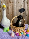 Hazel's Pup Nyah (green) - Photo 1