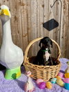 Hazel's Pup Nyah (green) - Photo 3