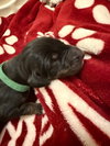 Hazel's Pup Nyah (green) - Photo 4